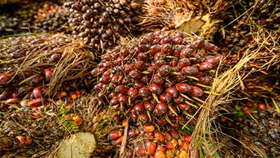 Palma de aceite responsable, Solidaridad
