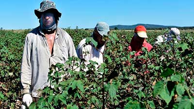 algodón brasil cosecha máscara covid
