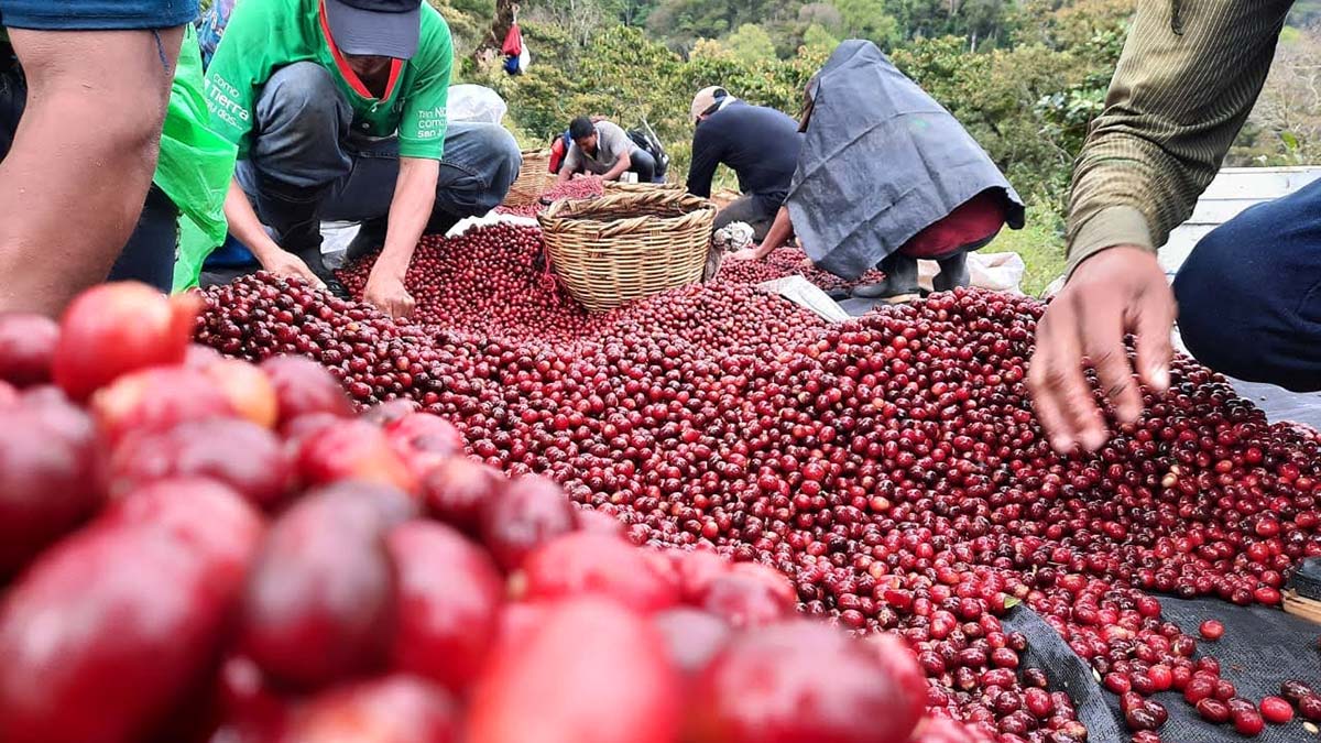 Trabajadores seleccionan la fruta en las fincas cafetaleras de la zona de la Reserva de la Biosfera el Triunfo en Chiapas M&eacute;xico.