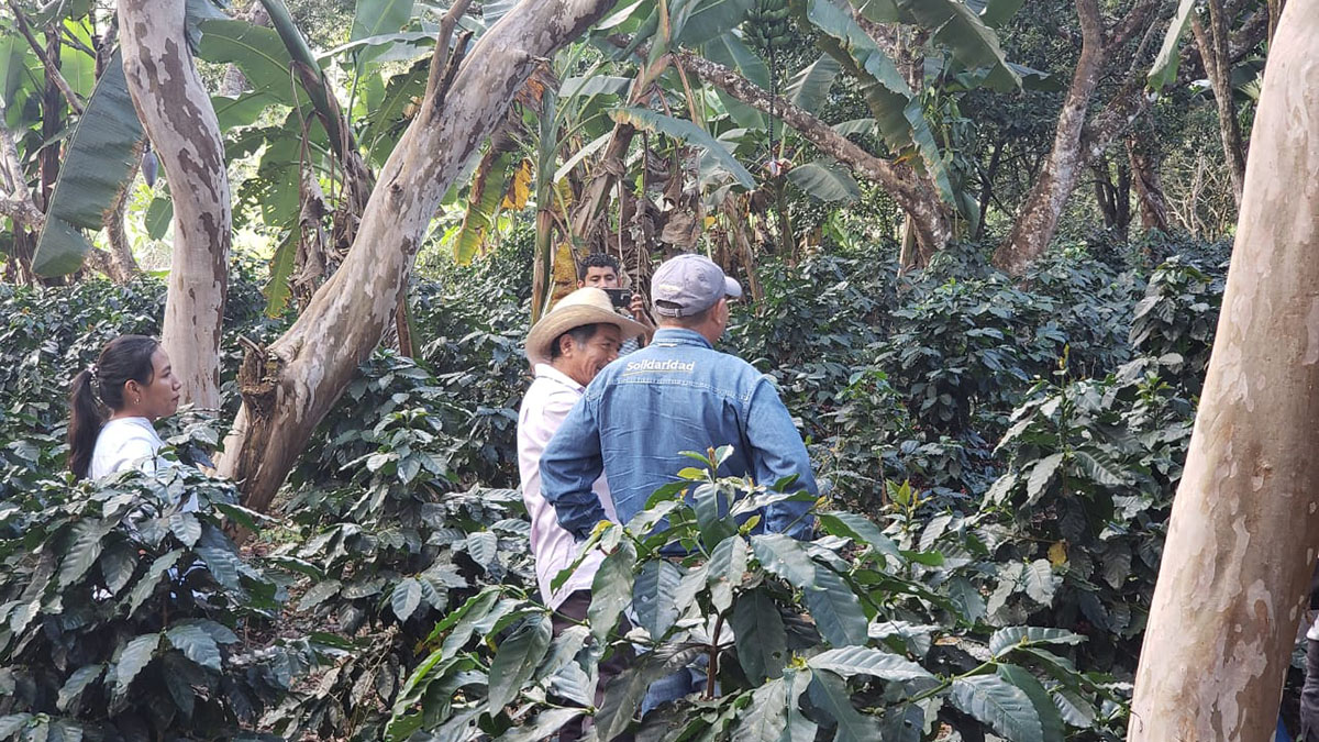 Solidaridad-Café-Nestlé-Mexico-Agricultura-Regenerativa-Ingreso-Digno-Sostenible