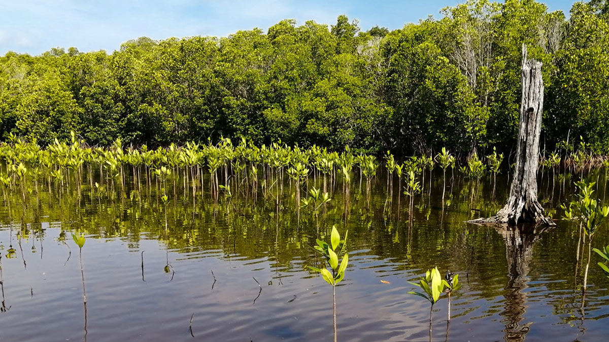 Solidaridad-Guatemala-Manglar-Manchon-biodiversidad-Proyecto-Landscale