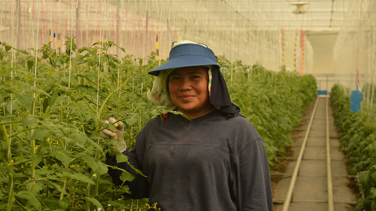 Solidairdad-Trabajo-Decente-Syngenta-Guatemala-Honduras-Semillas