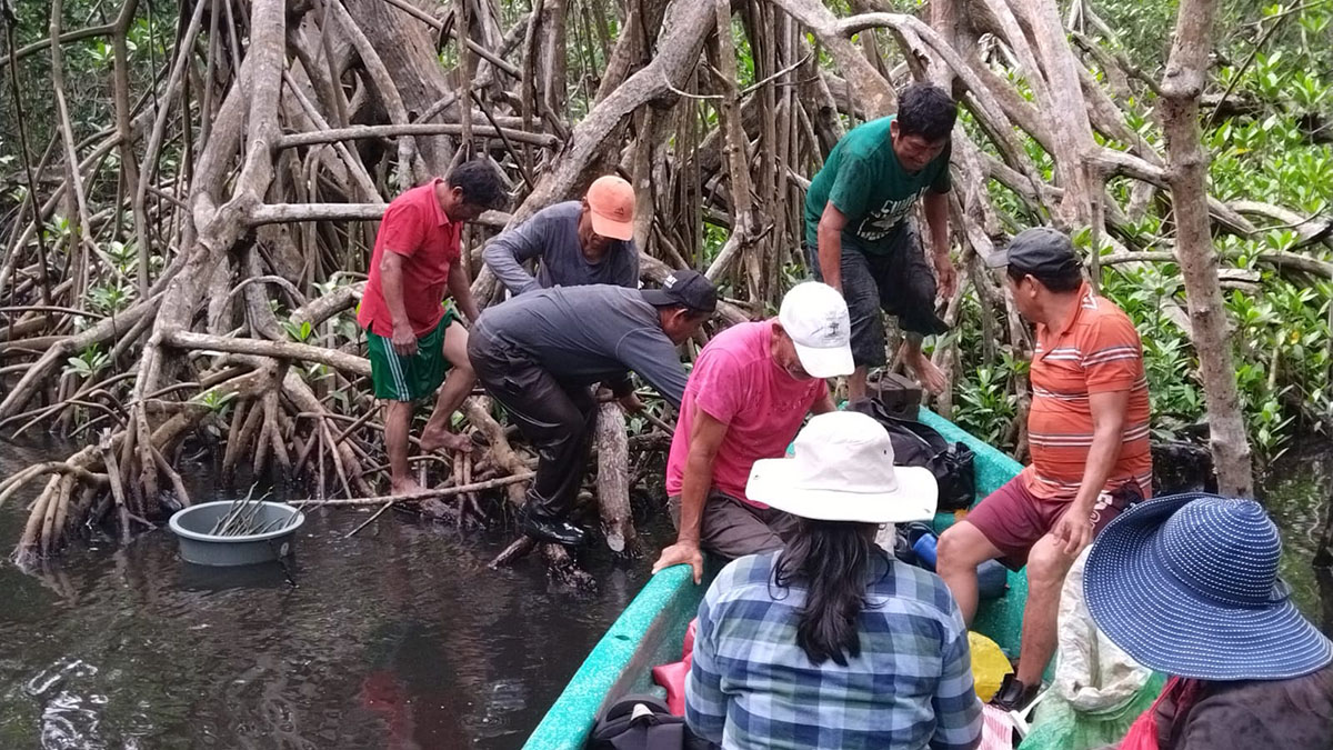 Solidaridad-Manglar-Comunidad-Guatemala-31-Julio-Esfuerzos-Recuperación