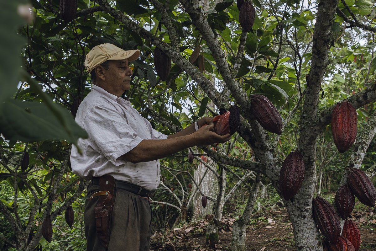 Ram&oacute;n Mar&iacute;n, productor de cacao en Rionegro, Santander