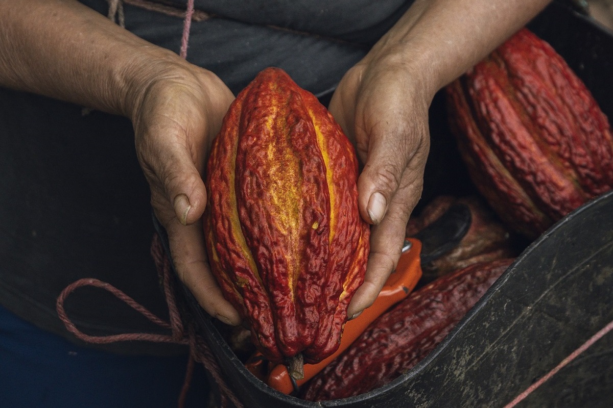 Cacao As&oacute;mbrate