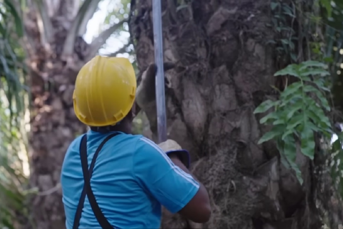 Intel4Value Palma, Tib&uacute;, Catatumbo