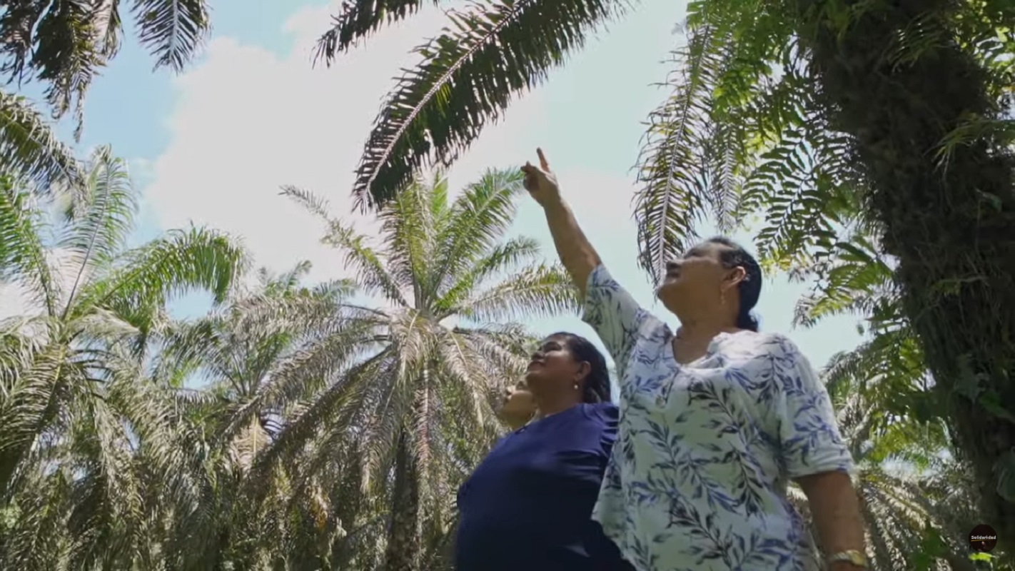 Palma de aceite Cesar