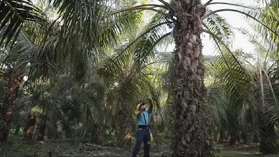 Trabajo Plan Padrino