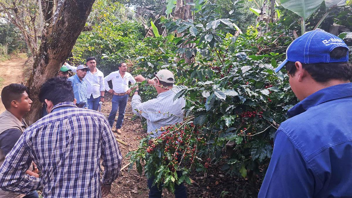 Solidaridad-Café-México-Kajve-Sostenible-Productores