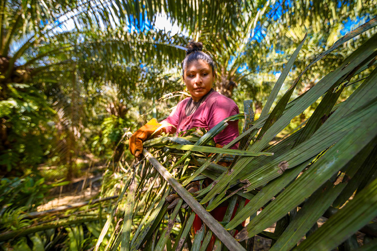 P2P palma Per&uacute;