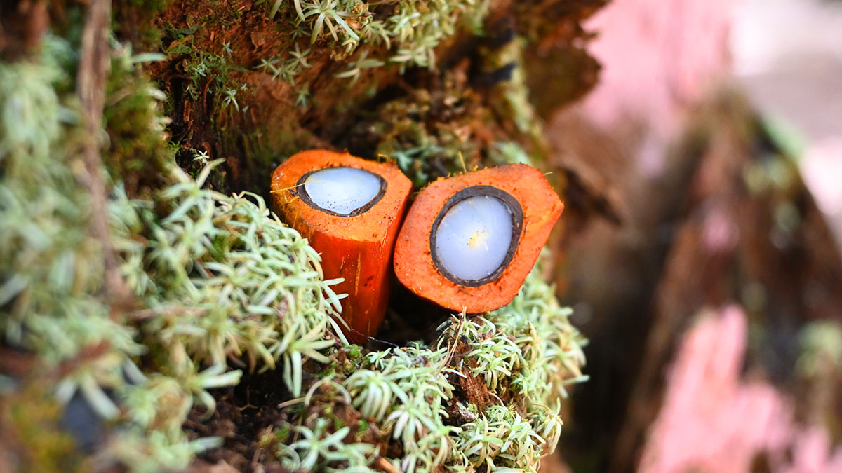 Solidaridad-Mexico-Palma-Aceitera-Sostenible-Cero-Deforestación